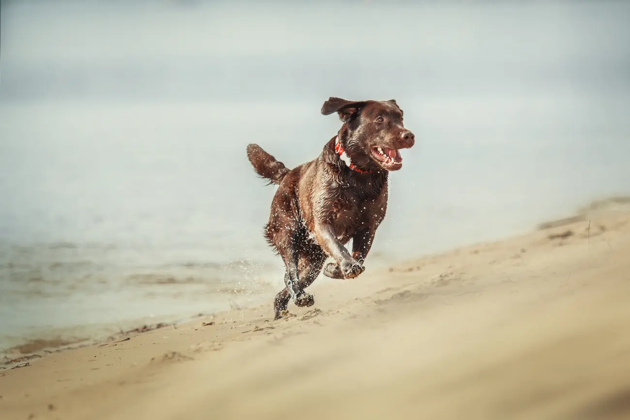 labrador retriever dog breed on the field dog run 2023 11 27 05 16 44 utc